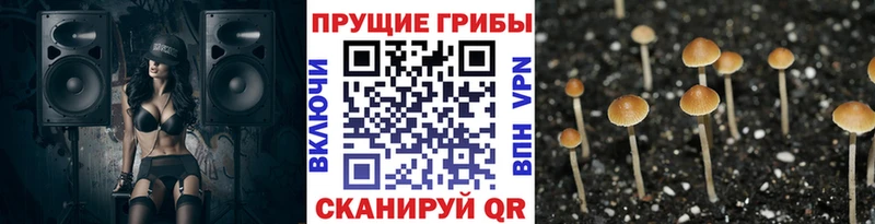 Псилоцибиновые грибы Psilocybe  цена наркотик  Новотитаровская 